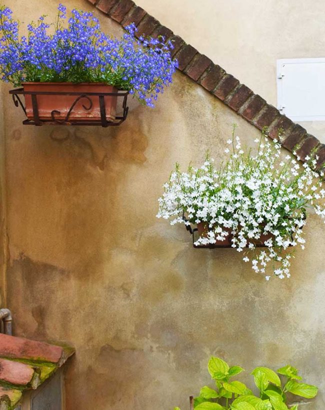 contact producator de rasaduri